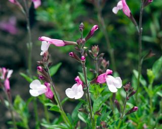 Dyson's Joy salvias growing in summer bedding