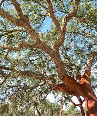 cork oak trees