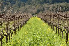 Ulysses Estate, Napa Valley