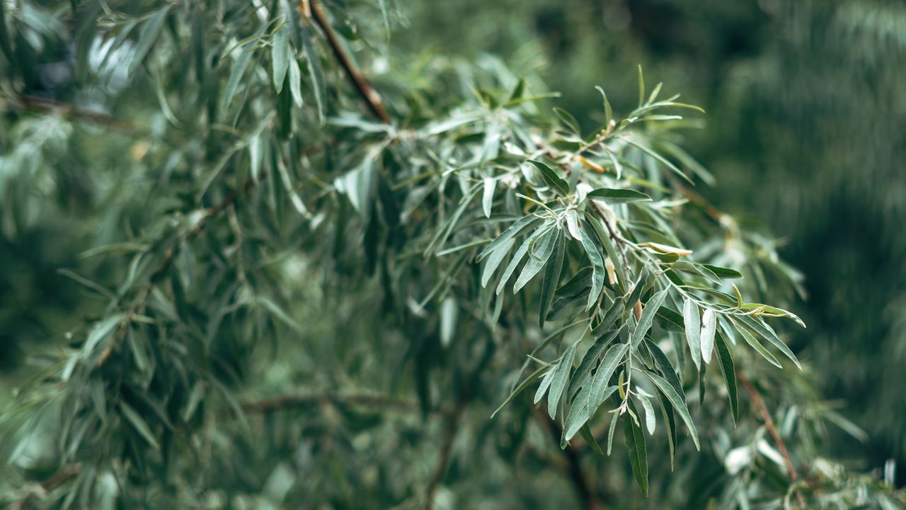 Russian olive shrub with green leaves