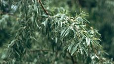 Russian olive shrub with green leaves