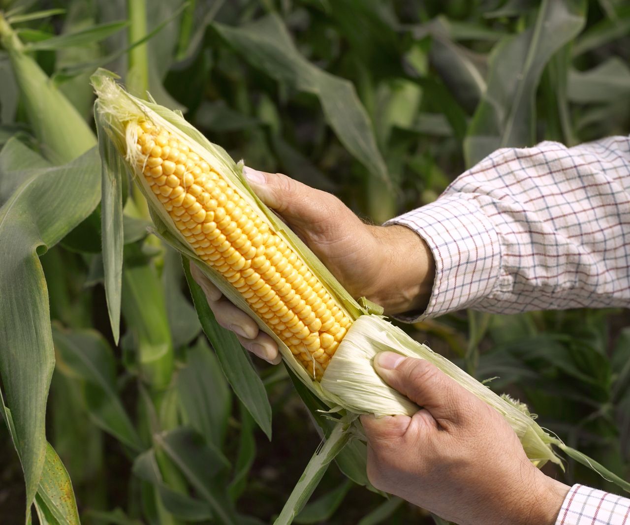 When to fertilize corn expert tips for how to feed plants Homes
