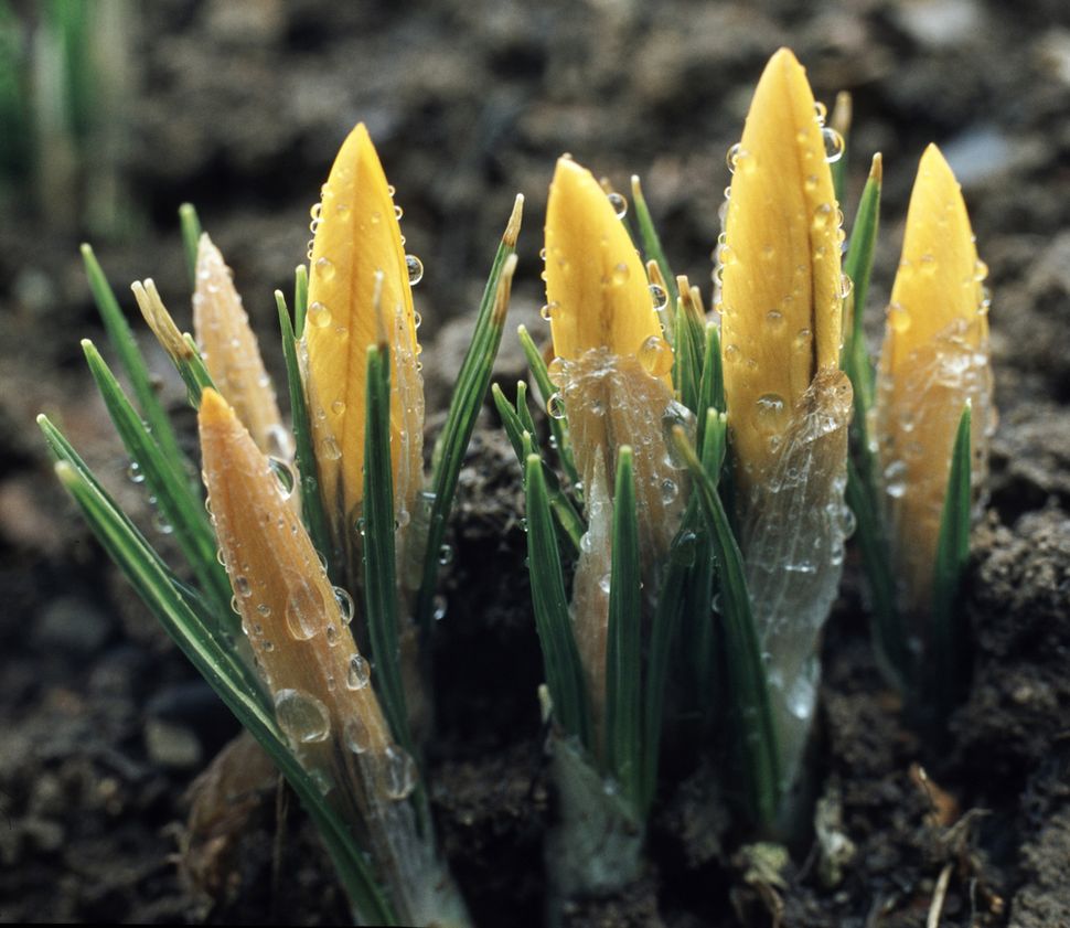 why-flowers-close-up-at-night-nyctinasty-live-science
