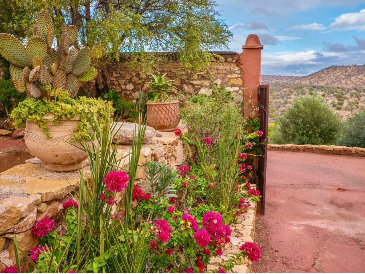 Desert Style Garden With Cacti And Plants