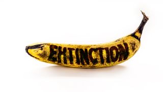 A banana with the word &quot;Extinction&quot; written on it with a a rotted texture