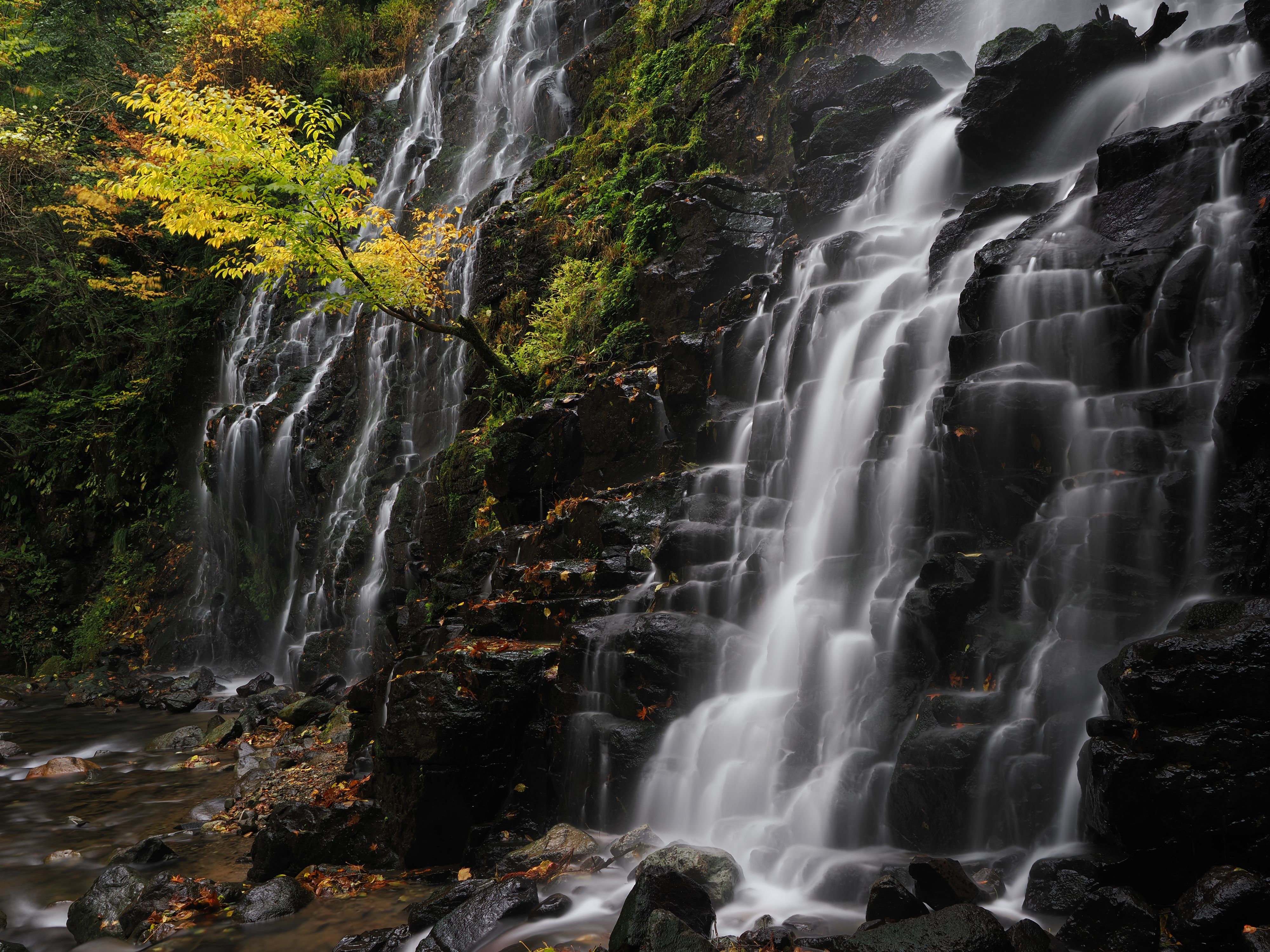 Two waterfalls and a tree