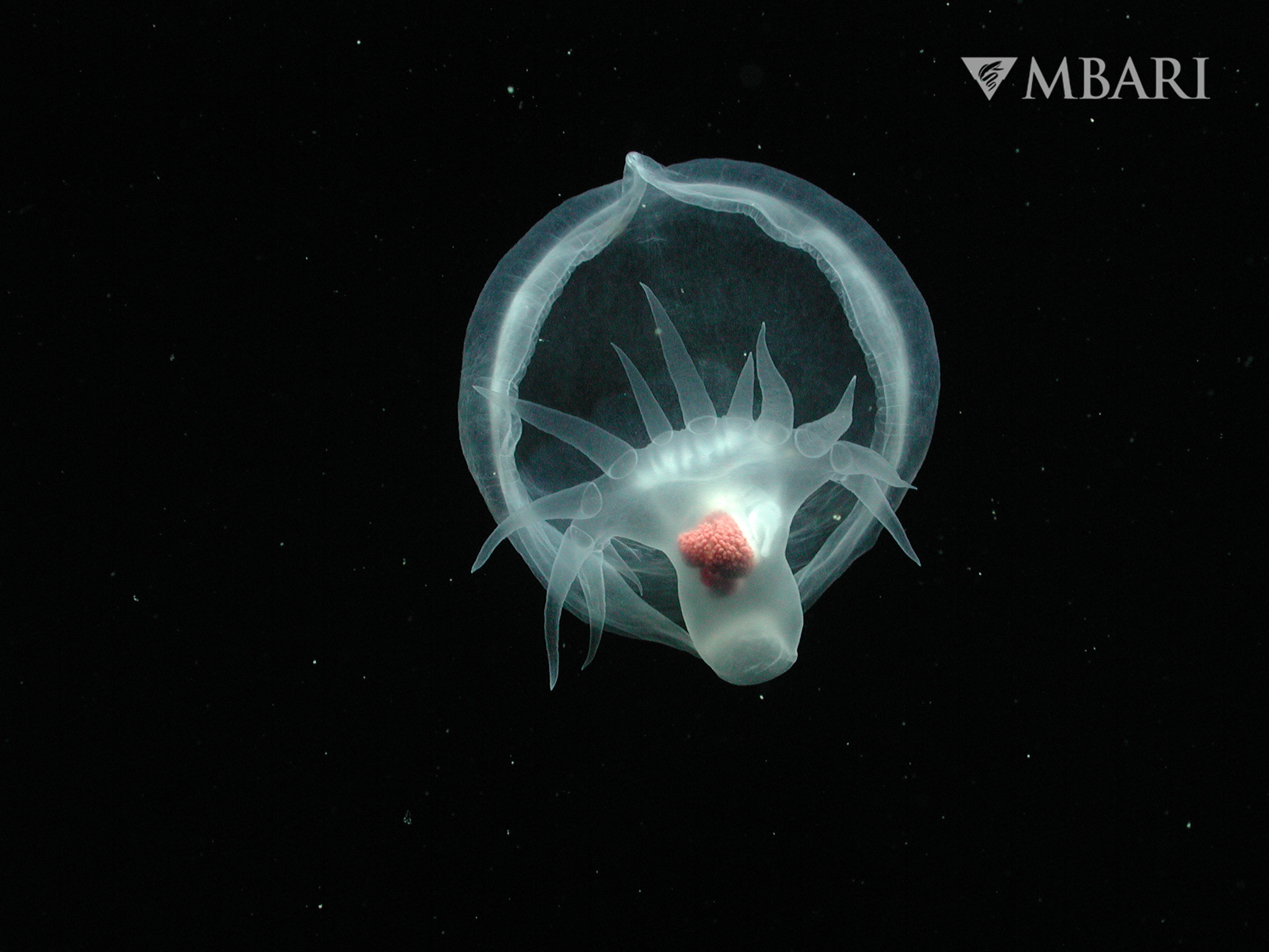 A white mollusc sea slug (Bathydevius caudactylus) in the water column.