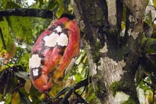 Cacao pod