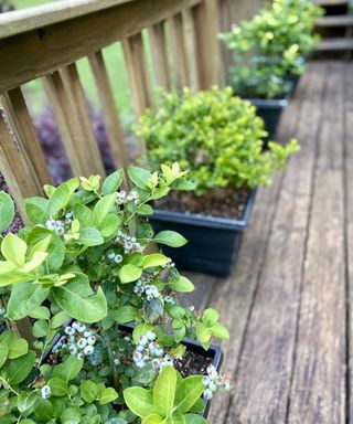 A row of blueberries bushes growing in pots on a deck