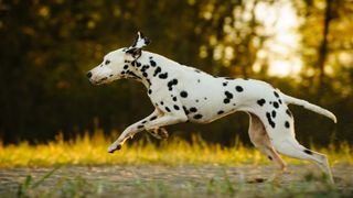 One of the best dogs for runners, a Dalmatian running across a field as the sun goes down