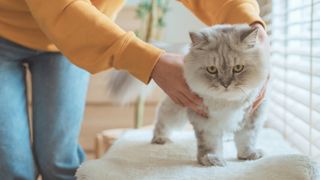 Woman performing CATSCAN on cat