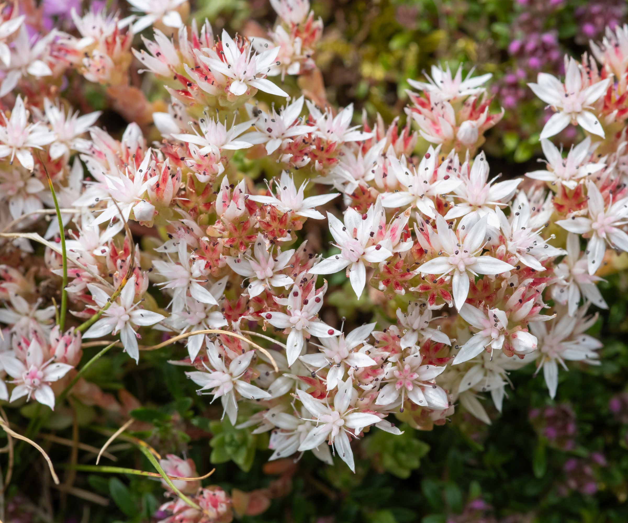 White Stonecrop