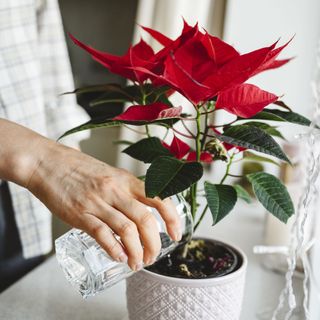 poinsettia plant being watered