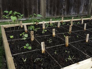 A square foot vegetable garden