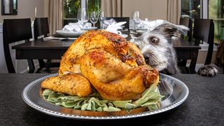 Bad dog jumping up on counter stealing Christmas dinner turkey
