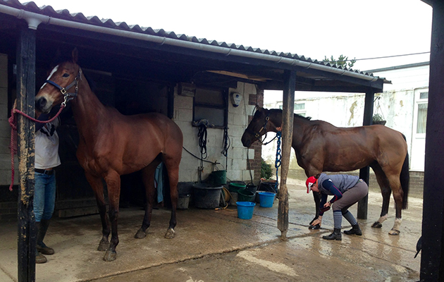 Hilly with Star Witness (my cousin, Tina Cook's Badminton horse) afyer a gallop