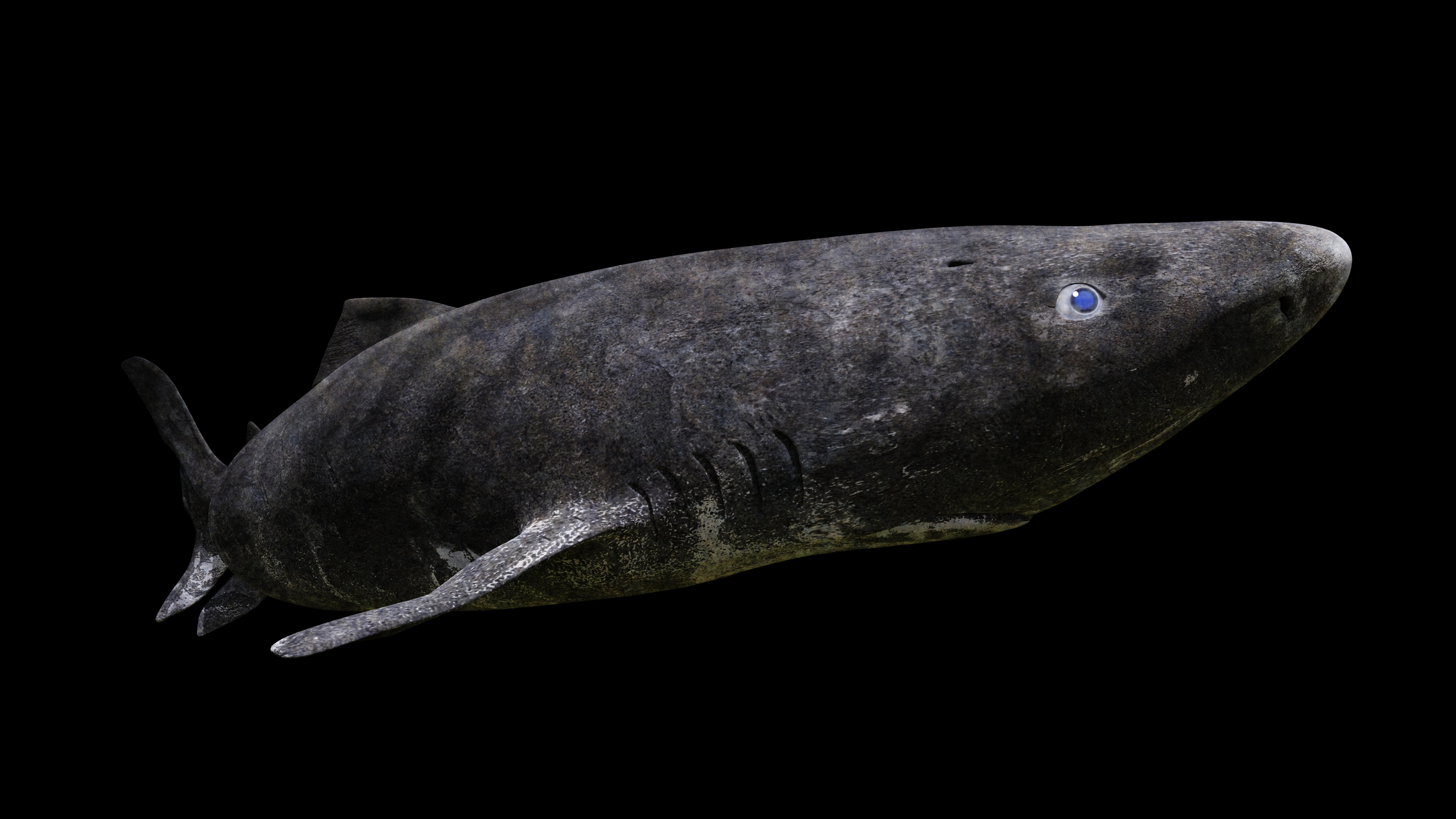 Greenland shark swimming, Somniosus microcephalus isolated on black background.