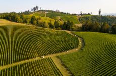 Willamette Valley Pinot Noir 2019