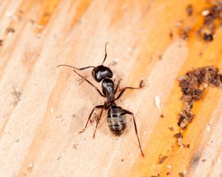 Black carpenter ant pictured up close on a panel of wood. It is larger and has a wide head
