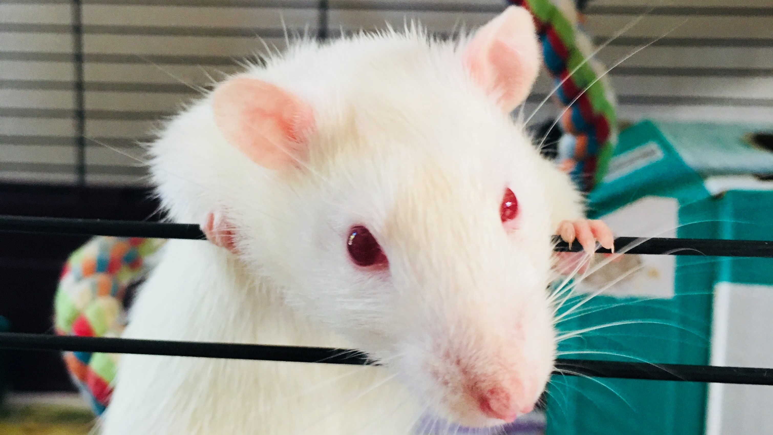 Best pet rat cage PetsRadar