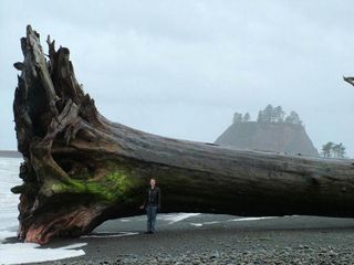 Tide Chart La Push Wa