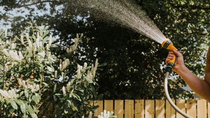 A garden hose with shower attachment in use in a garden
