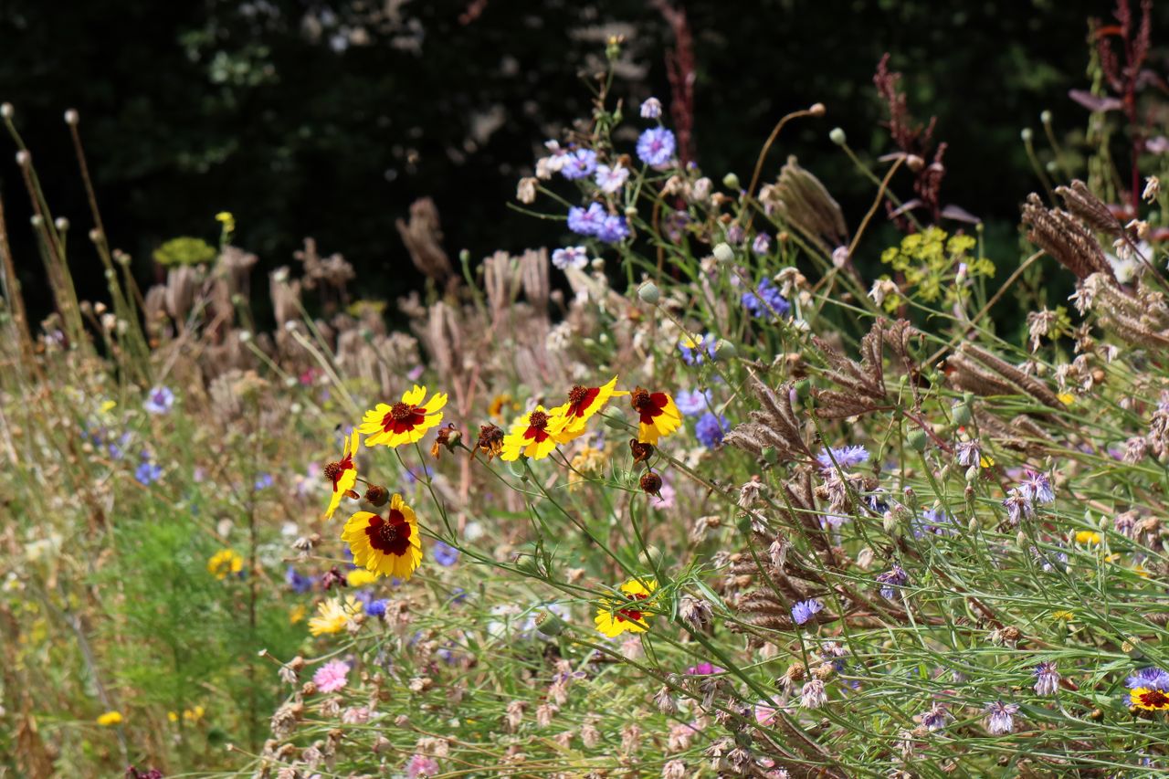 Canon PowerShot G5 X Mark II sample image