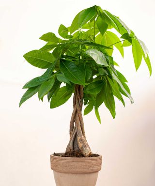 indoor potted money tree with white background