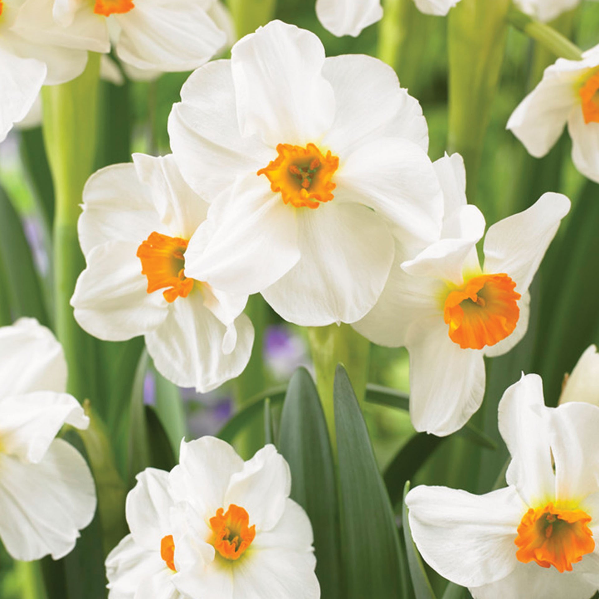 Geranium Daffodil Bulbs - 10 Bulbs