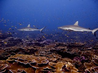coral reef sharks