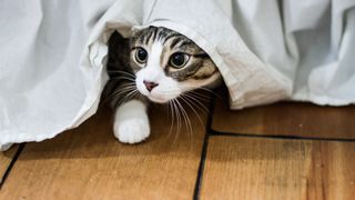Tabby cat with white paws hiding under the bed
