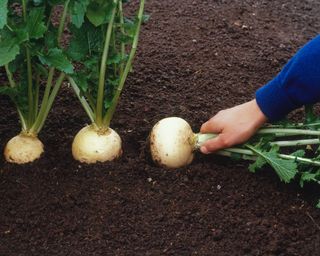 Hand pulling turnips from soil, close-up