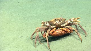 mating red crabs