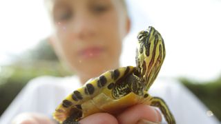 Pet turtle