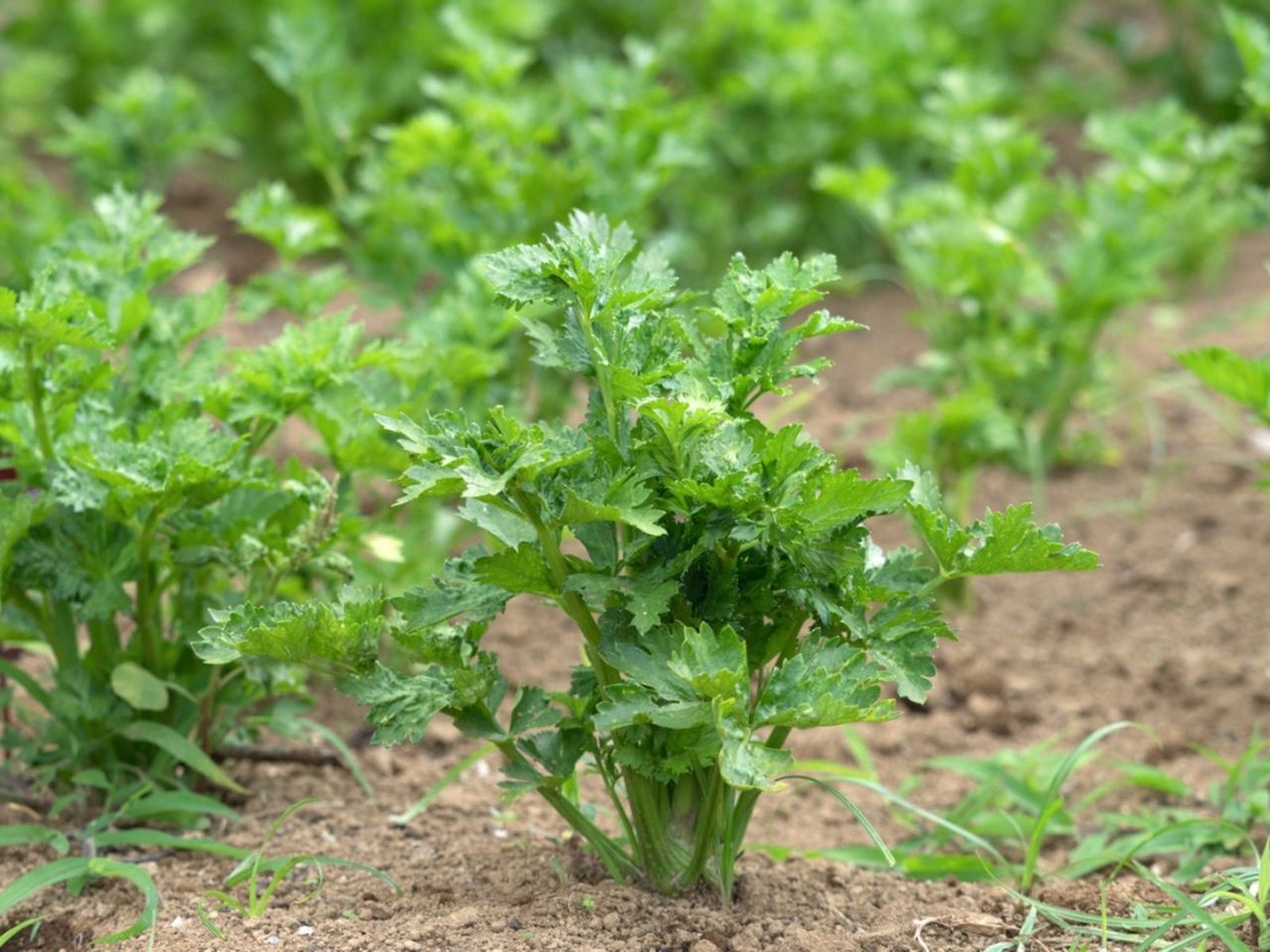 Celery With Blackheart Disorder