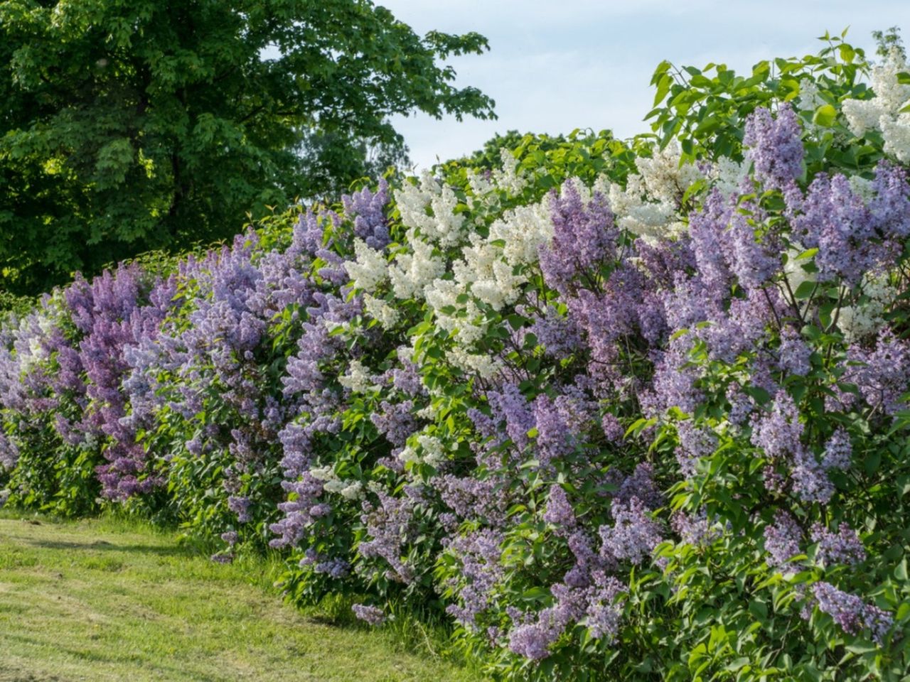 White And Purple Flowering Shrubs