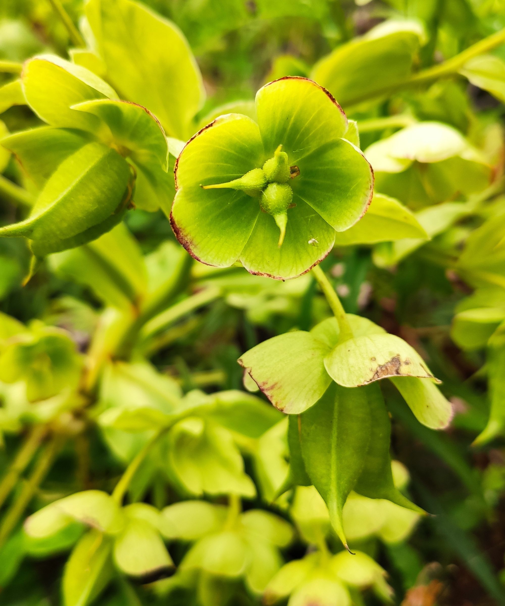 Helleborus foetidus, known variously as stinking hellebore, dungwort, setterwort and bear's foot, is a species of flowering plant in the buttercup family Ranunculaceae.