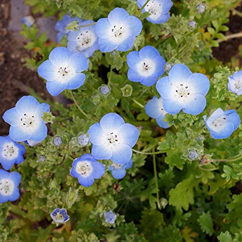 Outsidepride Nemophila Baby Blue Eyes Annual Flower Seeds - 2000 Pcs. Fast-Growing, Hardy &amp;amp; Self-Seeding Wildflower Seeds for Planting Vibrant Garden Blooms for Pollinator Gardens &amp;amp; Baskets