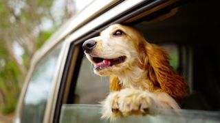 Dog travel sickness: dog sticking it's head out of a car window