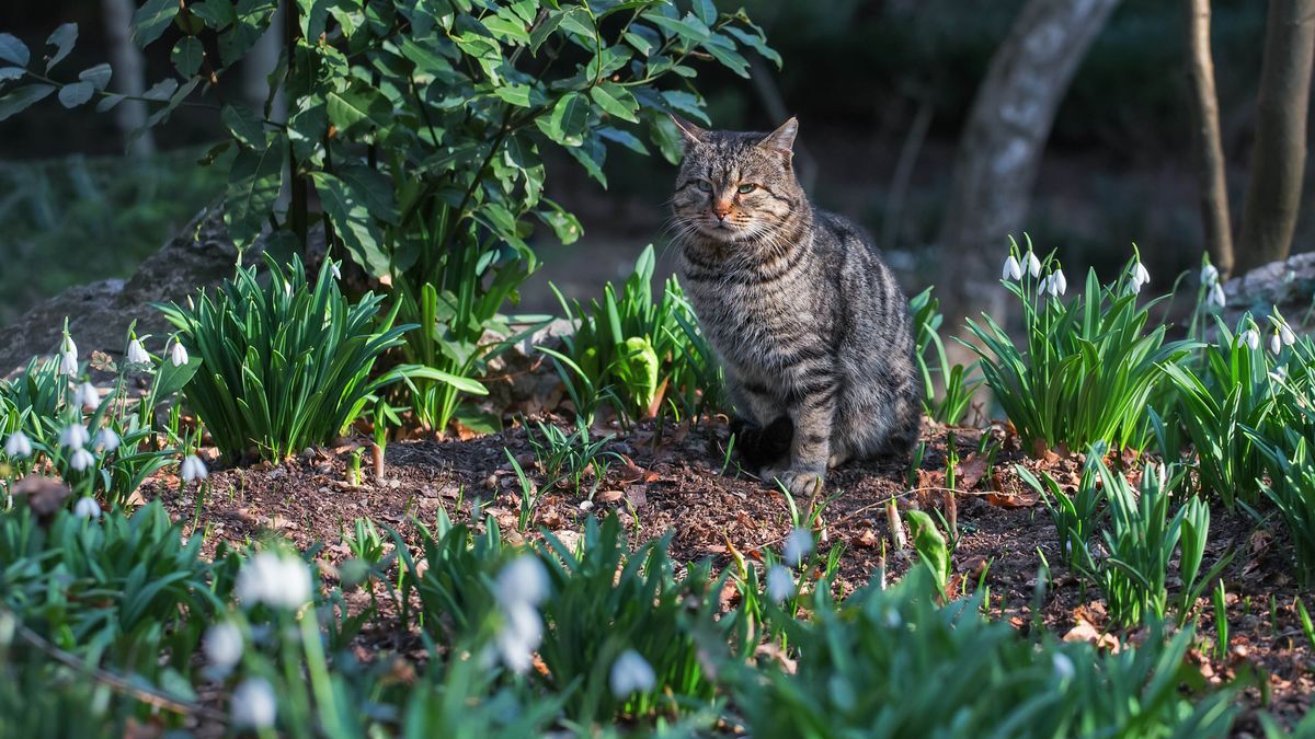 7 Plants That Repel Cats And Keep Them Out Of Your Yard Tom s Guide