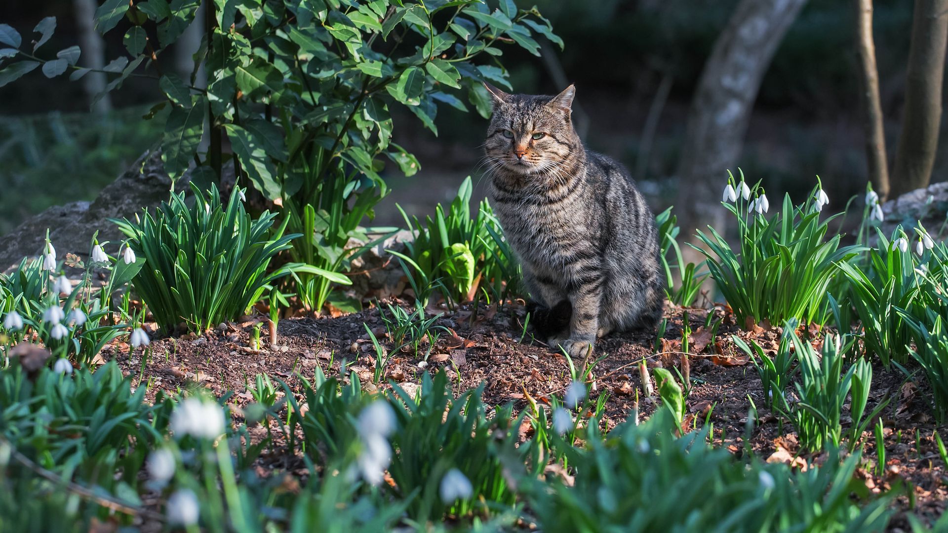7 plants that repel cats and keep them out of your yard Tom's Guide
