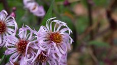 Climbing asters in bloom, with lilac flowers