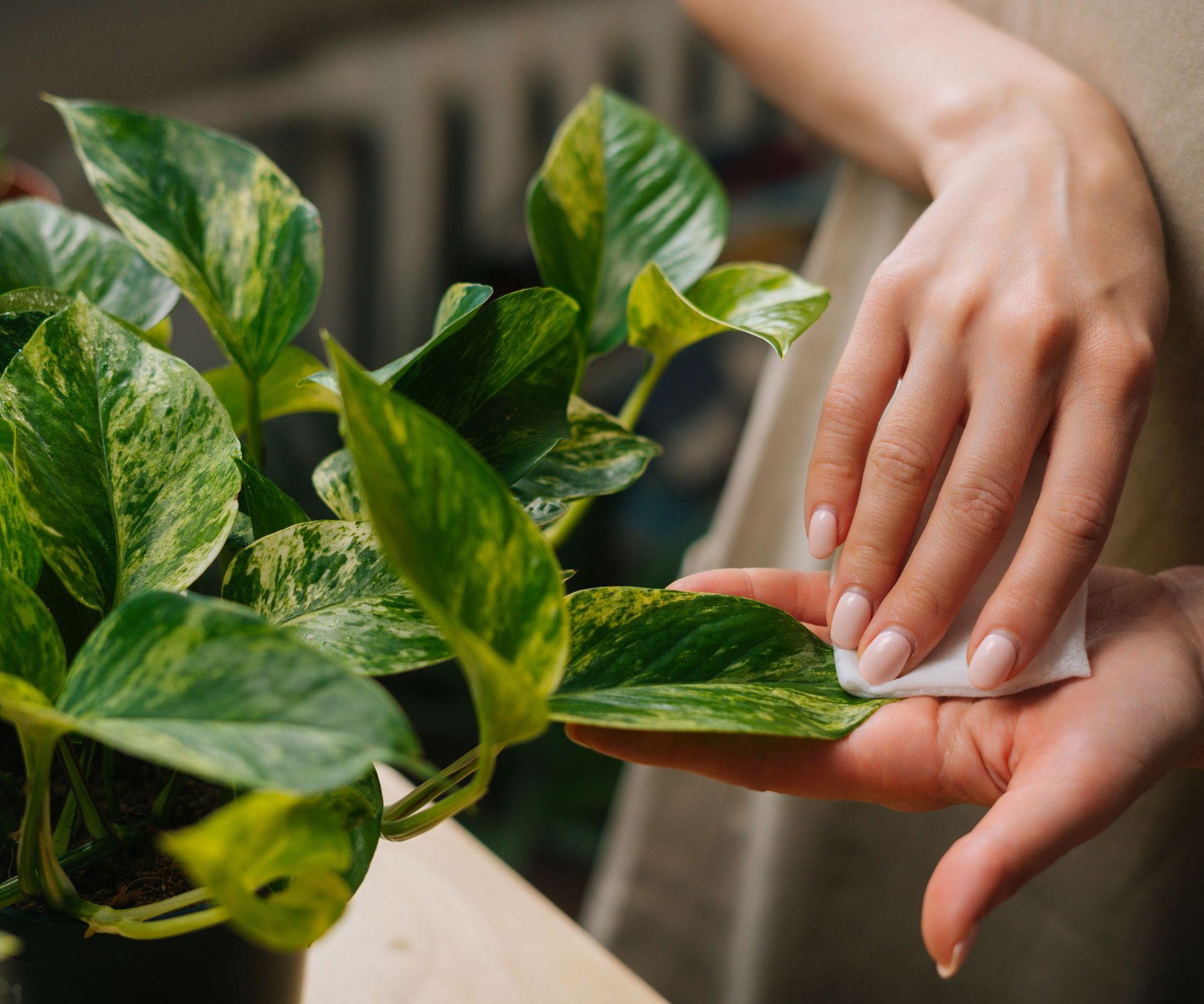 neem wipes being used on pothos