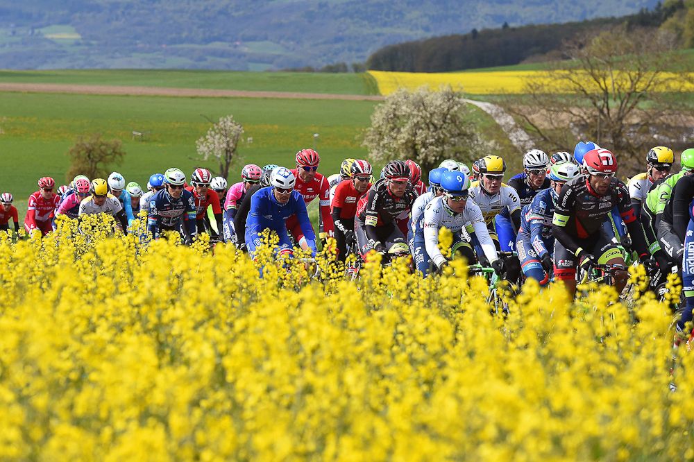 The peloton rides through some spring flowers during stage 4 at the Tour de Romandie