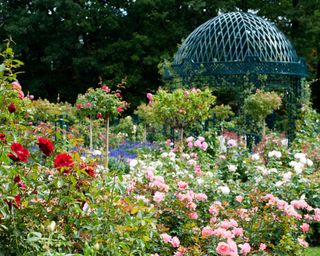 Peggy Rockefeller Rose garden at the New York Botanical Gardens