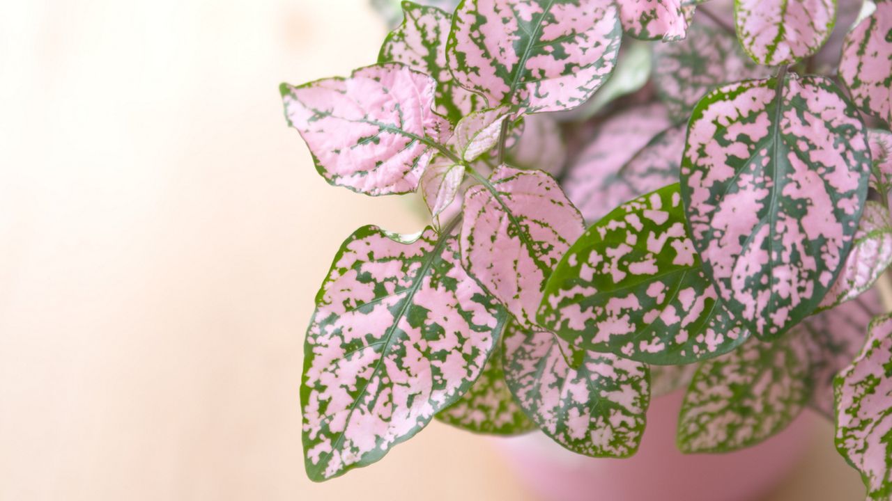 Pink polka dot plant