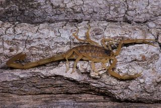 bark scorpion