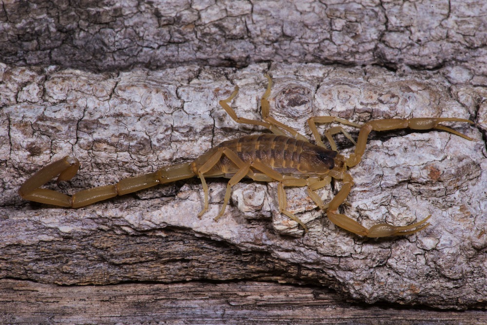 The Fiercer Sex Why Female Scorpions Sting More Quickly Live Science 