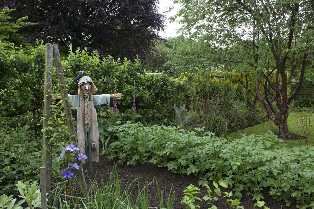 ジャガイモを植える時期: 植える方法と場所に関するヒントを含む