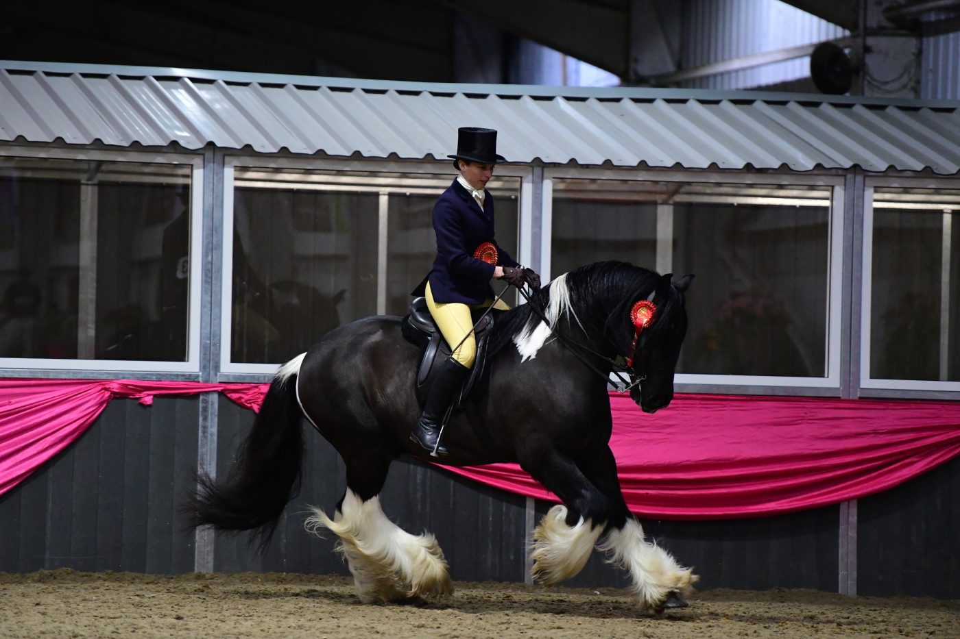 HorseNo43_Showing_PN19_2482_272075671_465343851-1-e1551356859297.jpg